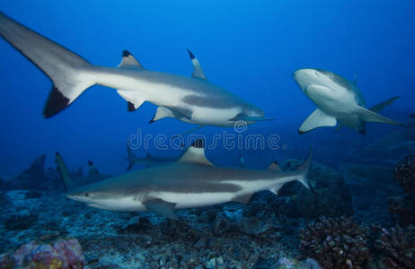 捕食者 巴哈马 野生动物 自然 卡拉韦 珊瑚 潜水 暗礁