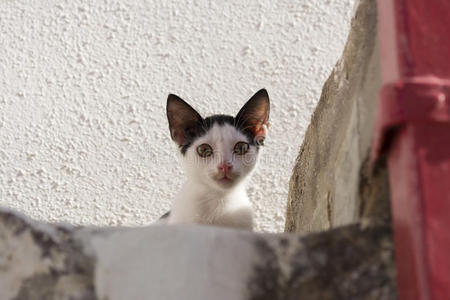 黑白相间的小猫坐在楼梯上