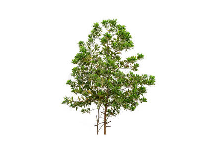 白底绿色面条图片