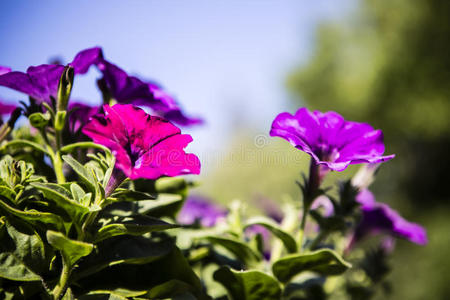 开花 花园 紫色 盛开 植物区系 季节 夏天 矮牵牛 植物学