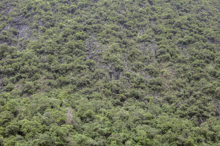 生长 生活 天线 环境 郁郁葱葱 南方 旅游 冒险 厄瓜多尔