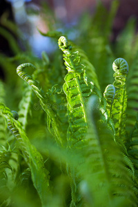 花园里的蕨类植物叶子。