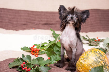 中国毛茸茸的狗照片