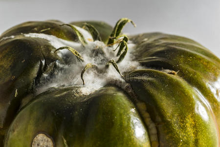 烂番茄脚上沾满灰尘在tatras的giewont全景图