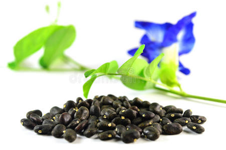 蝶豆花图片 蝶豆花素材 蝶豆花插画 摄图新视界