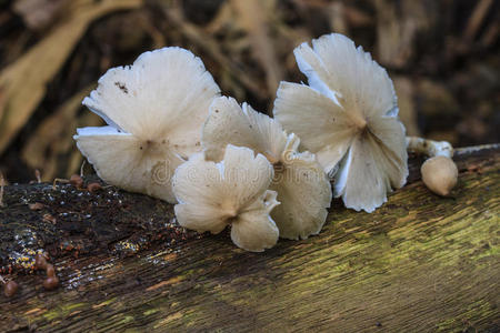 新鲜白蚁蘑菇