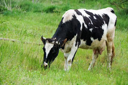 奶牛在草地上吃草