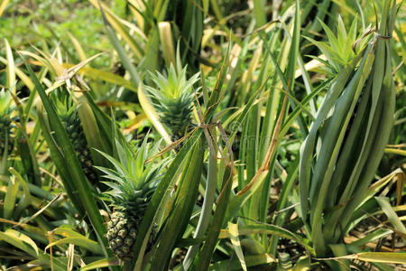 栽培 成长 农业 夏威夷 农场 植物学 水果 领域 太阳