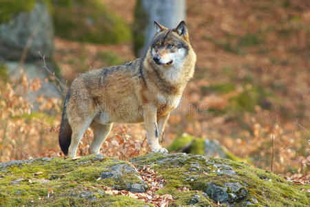 孤城茕狼林中孤狼照片