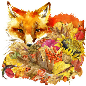 森林动物狐狸秋天大自然五颜六色的叶子背景