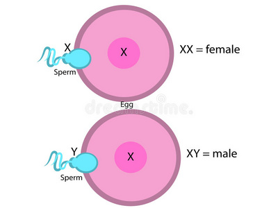 载体 人类 生物学 基因 混乱 插图 照顾 继承 母亲 父亲