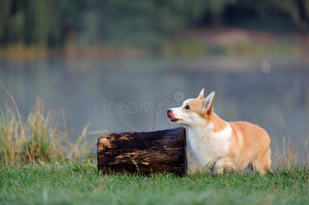 柯基犬