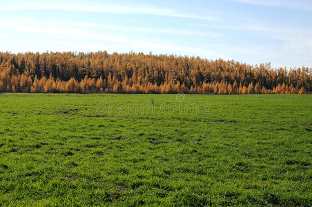 秋天风景中明亮的绿草
