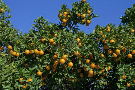 橘子树。