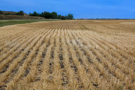 收获的田地摄影图
