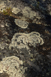 苔藓 岩石 花岗岩 材料 颜色 纹理 成长 地质学