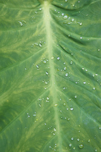 液滴 特写镜头 生态学 液体 露水 环境 草药 颜色 离开