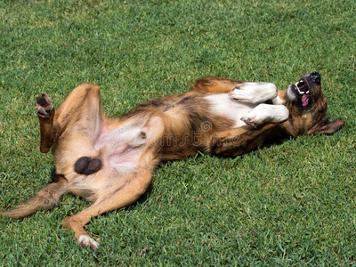 光荣快乐的未绝育的雄性狗在草地上滚动.照片