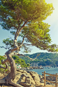 海边悬崖上的一棵绿色的大松树。 夏天的风景。 费用