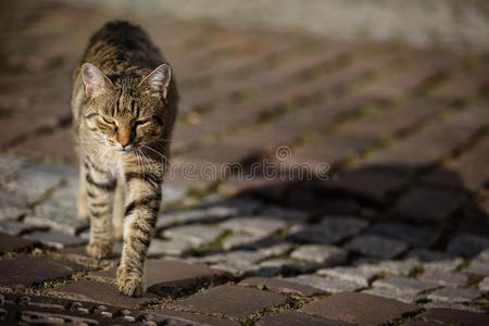 猫肖像