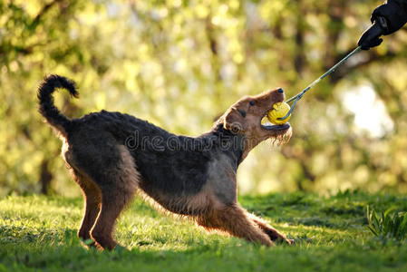 犬科动物 毛皮 繁殖 公园 花园 纯种 动物 自然 毛茸茸的