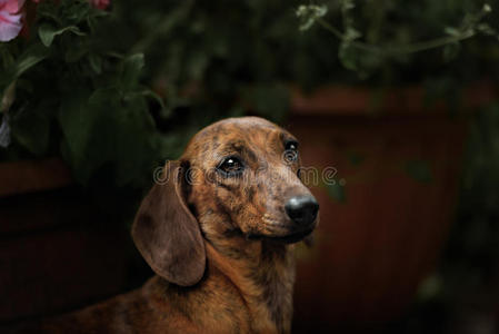 犬科动物 腊肠犬 草地 宠物 可爱的 毛皮 纯种 外部 面对