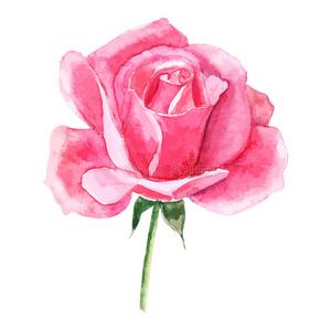 美丽的玫瑰水彩手绘隔离在白色背景上。