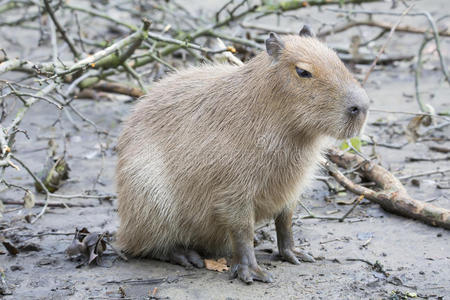 最大的啮齿动物水豚水豚水豚科水豚卡比拉盯着水可爱的老鼠和奶酪