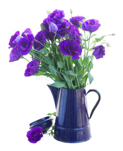 紫罗兰花束