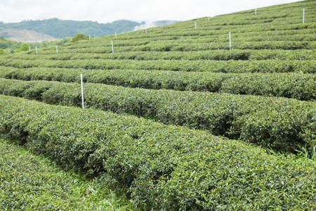 瓷器 小山 植物 种植园 自然 风景 夏天 季节 春天 旅行