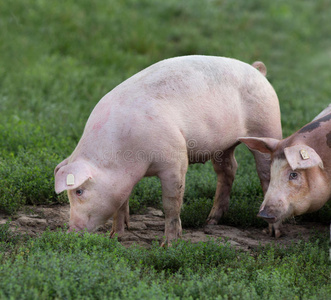 鼻子 站立 农业 育种 农事 行业 哺乳动物 脂肪 畜牧业