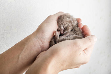 有趣的新生儿塔比小猫苏格兰褶皱躺在女性的手和甜蜜的睡眠,蜷缩照片