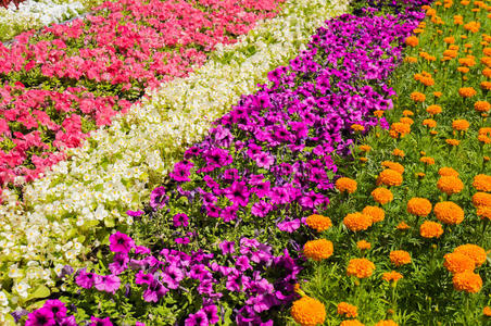 近景花花坛的近景照片