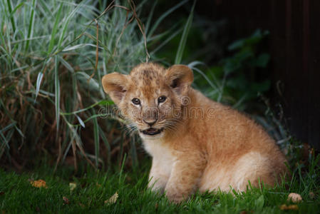 国王 母狮 可爱的 母亲 公园 食肉动物 毛茸茸的 狮子