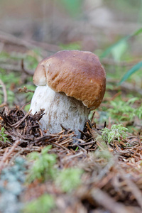 一便士面包蘑菇和苔藓的特写