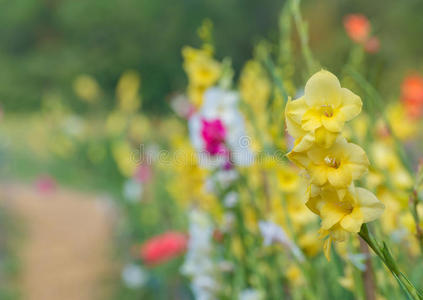 花园里一束五颜六色的菖蒲花