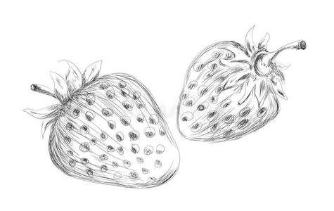 手绘草莓矢量设计照片