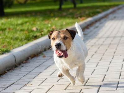 跑步 宠物 疲劳 犬科动物 皮带 拉塞尔 游戏 行动 纯种