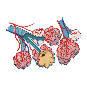 细狗肺泡矢量插图照片