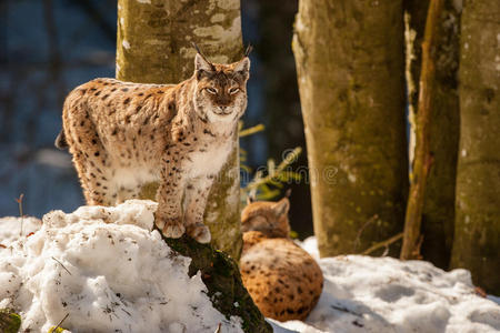 野兽 猞猁 动物 捕食者 毛皮 自然 咆哮 面对 危险的