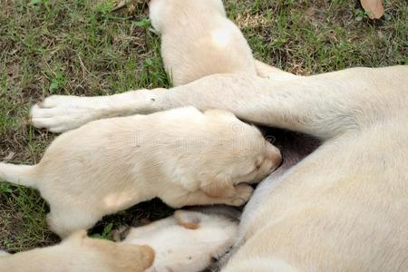 寻回者 动物 幼犬 宠物 犬科动物 小狗 纯种 演播室 宝贝