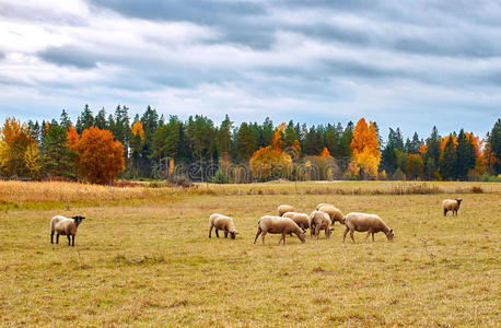 秋天的风景与羊