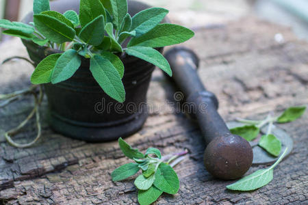 新鲜的鼠尾草在研钵里