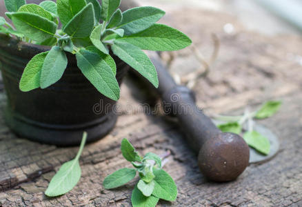 新鲜的鼠尾草在研钵里