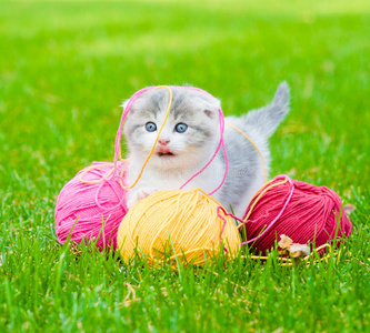 可爱的小猫在绿草地上玩线照片