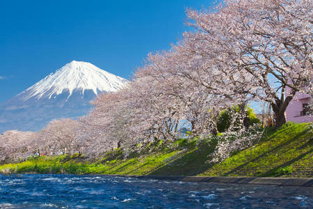 富士山