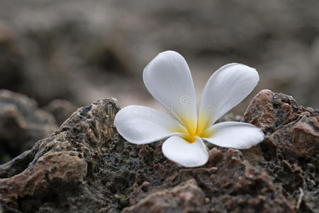 鸡蛋花