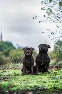 公司 自然 衣领 英语 繁殖 肖像 成人 斯塔福德 犬科动物