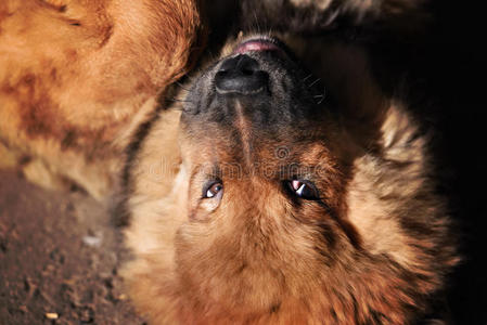 藏獒犬