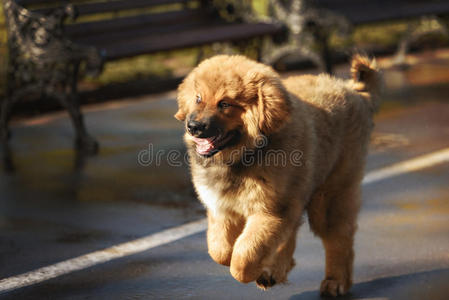 藏獒犬